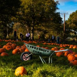 Pumpkin Season at Goddenwick Farm