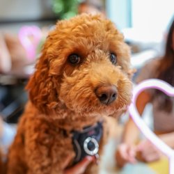 Cockapoo Cafe - Oxford