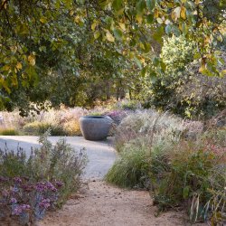 Three Gardens in Midsummer: The Plant Library, The Barn Garden & Serge Hill Garden Visit (7 July 2026)