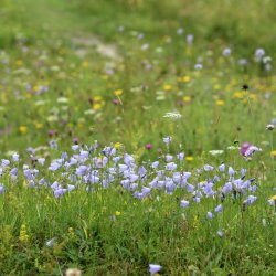 Harebell (Campanula rotundifolia), Bedfordshire by Richard Hollis