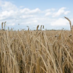 Compost Extractor Field Day: Biological Inputs for Dryland Crops