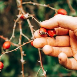 herbal medicine course