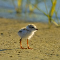 Piping plover chick
