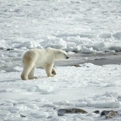 Expedition Eiszeit: Wärmeleitung, Isolation und Schmelzpunkt (Juniorforscher 7-9 Jahre)