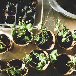 herbal medicine course
