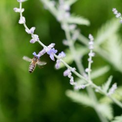 Identifying Pollinators with Benny Hawksbee