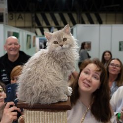 Birmingham 2026 - The Cat Show Live