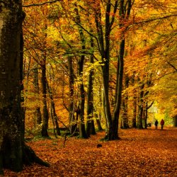Restorative Woodland Experience - Autumn Season