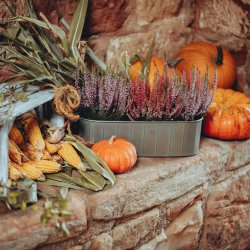 A Thanksgiving Floral Centerpiece Arranging Class