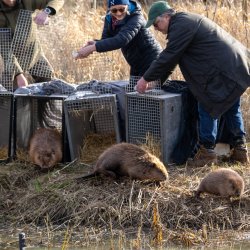 Beaver Enclosure Family Friendly Tour