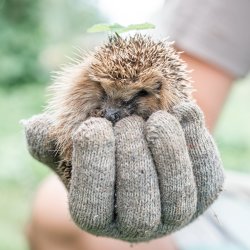 A person holding a hedgehog