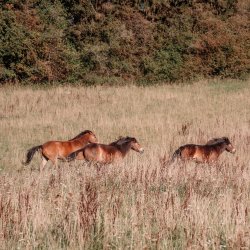 Exmoor Ponies