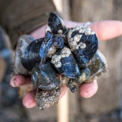 Coastal Foraging Course
