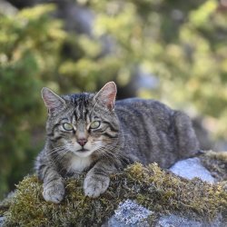 Saving Wildcats Sponsors’ Day