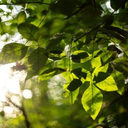 Sun shining through trees
