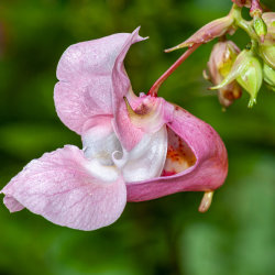 Himalayan Balsam Pulling @ Fishwick Bottoms, Preston