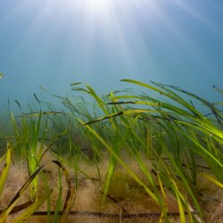 Project Seagrass Fragment Planting Walks