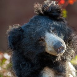 Animal Happy Hours: Bubbles and Bears