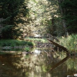 scene of a calm stream within a green forest. a sauna sits in the distance with sun streaming down on its roof.