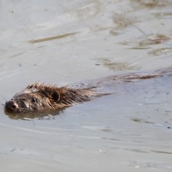 Beaver Enclosure Tour - Afternoon
