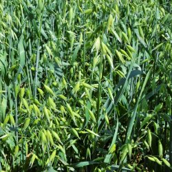 Cover Crop Economics