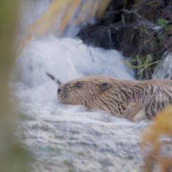 a beaver beside a waterfall