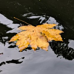Fall Foliage Kayak Tour
