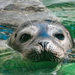 Harbor Seal Pup Release