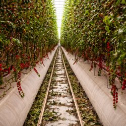 CEA & Indoor Farming 2027