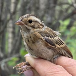Spring Songbird Banding at the Beaverhill Bird Observatory (2026)