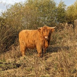 Highland cow - Patrick Gray