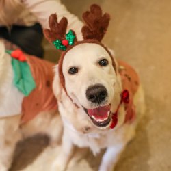 Golden Retriever Cafe Christmas - Glasgow