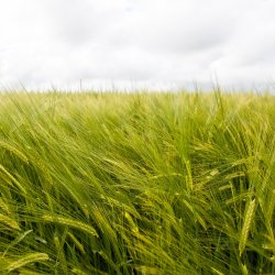 Exploring Herbicide Resistance and Alternative Weed Management