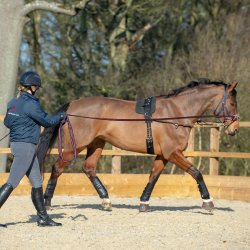 Stage 4 Care, Lunge &  Dressage Ride