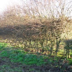 Hedgelaying in Norley, Delamere