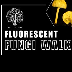 Fluorescent Fungi Mousehold Heath
