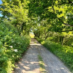 St Wites Way Guided Pilgrimage Walk 2026