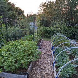 A garden features raised beds, mulched pathways, and many different vegetable crops