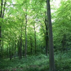 Bright green lush woodland