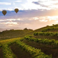 Napa Valley and beyond, with Head Sommelier Shirley Tan