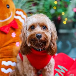 Cavapoo Cafe Christmas - Liverpool