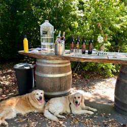 rustic wine bar over barrel with wines set for tasting and vineyard golden retrievers resting below