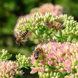 Flora & Fauna: Gardening for Pollinators & Wildlife (Seaside)
