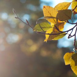 Golden hour trees