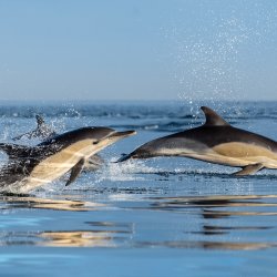 Webinar: Preparing for Emerging Risks Along Our Coast