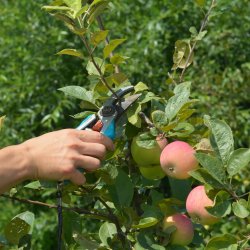 Summer Fruit Tree Pruning Workshop