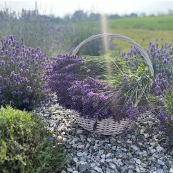 lavender