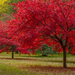 Thorp Perrow fungi and arboretum guided walk