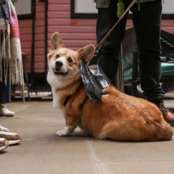 Corgi Cafe Halloween - London