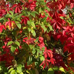Autumn leaves